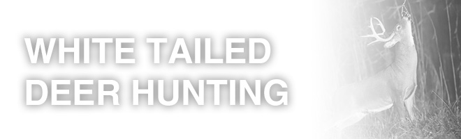 white-tailed-deer-hunting-tips white tailed deer hunting tips