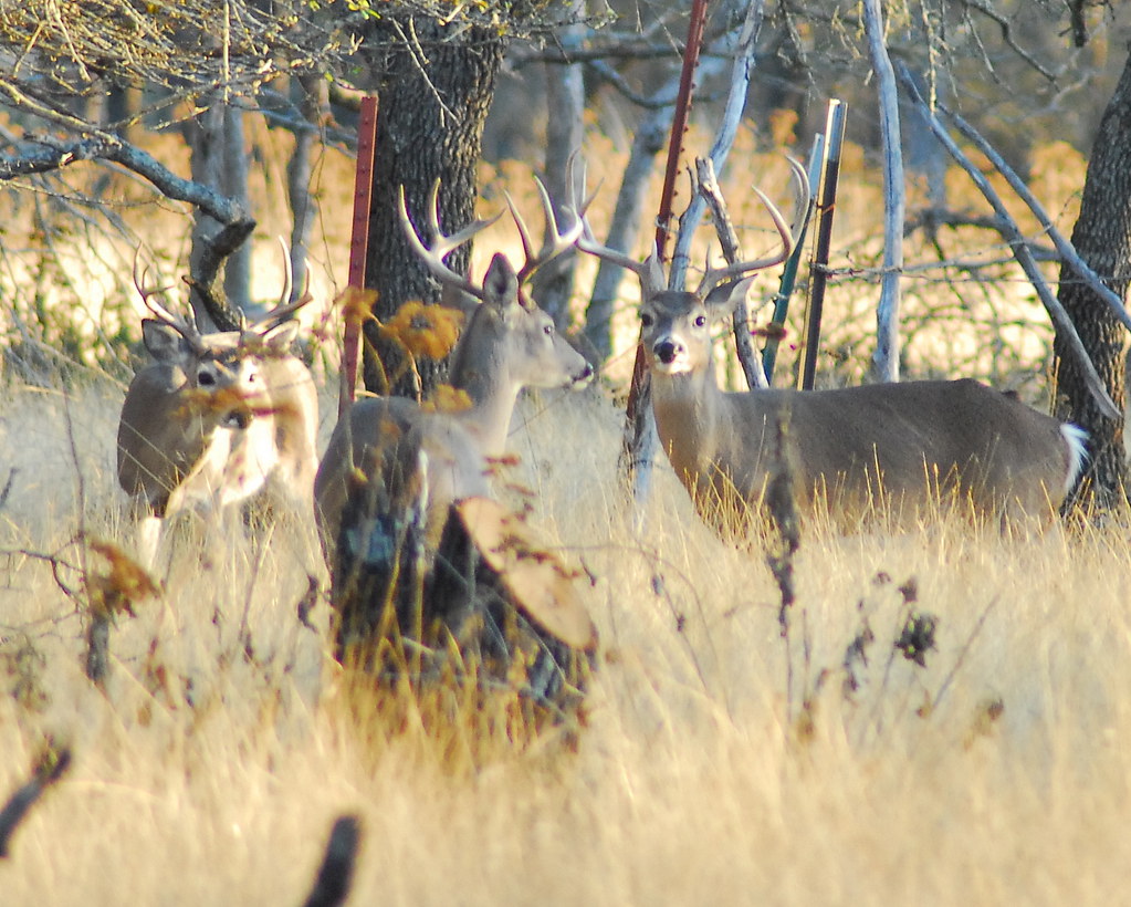 deer hunting