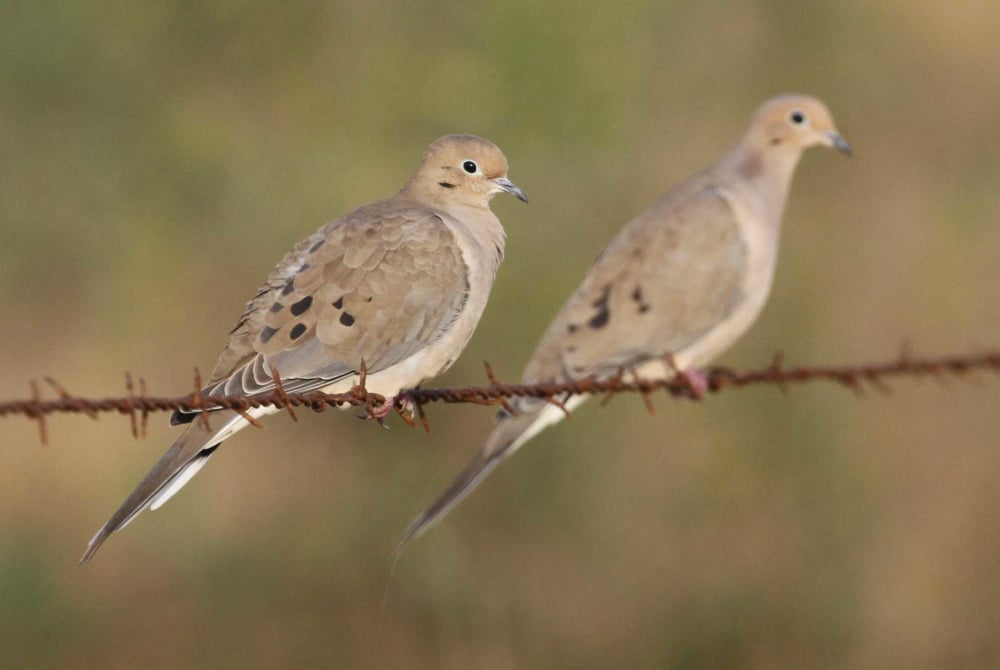 Dove Hunting Essentials: What You Need Before Opening Day